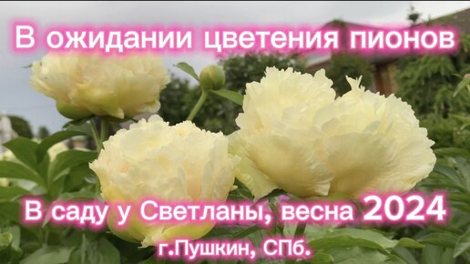 В ожидании цветения пионов. В саду у Светланы, г. Пушкин(С-Петербург), весна 2024