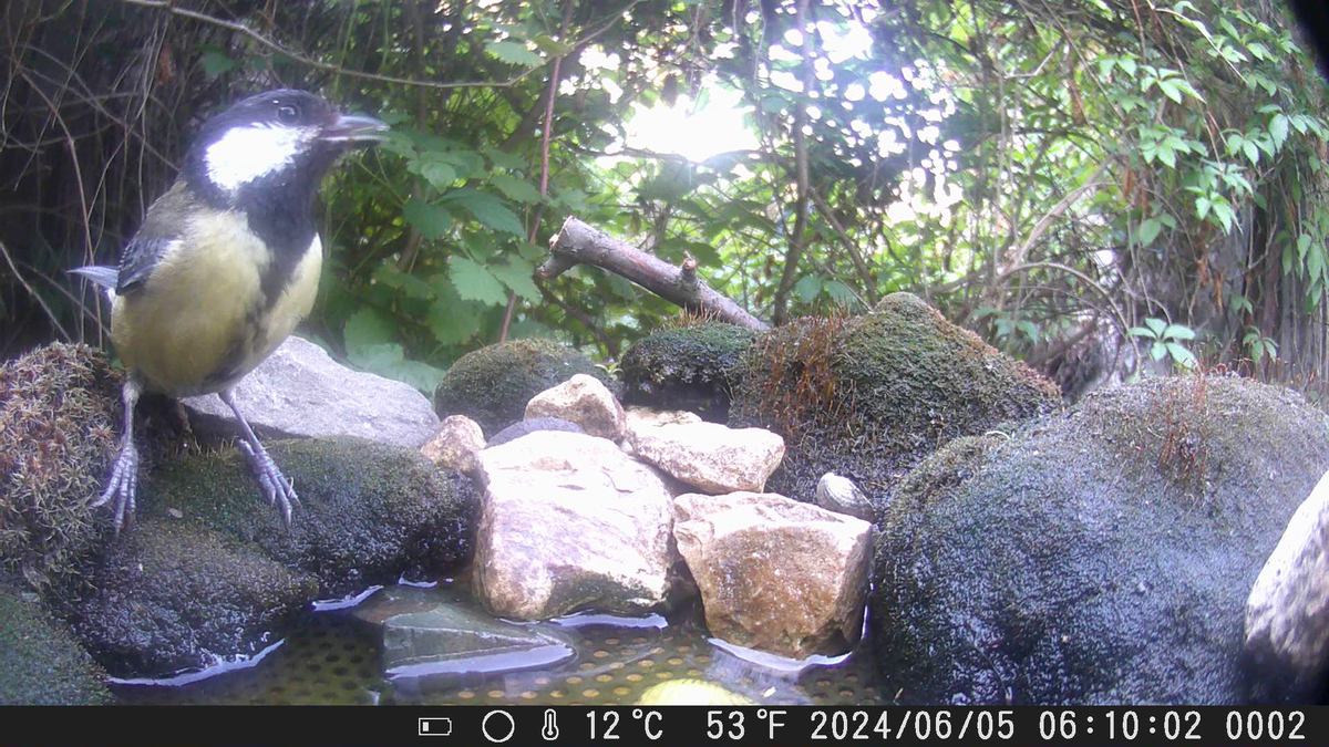 Птицы в моём саду