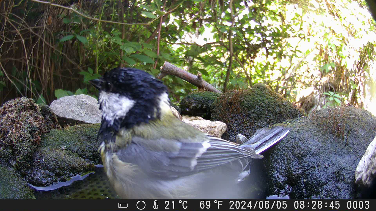 Птицы в моём саду