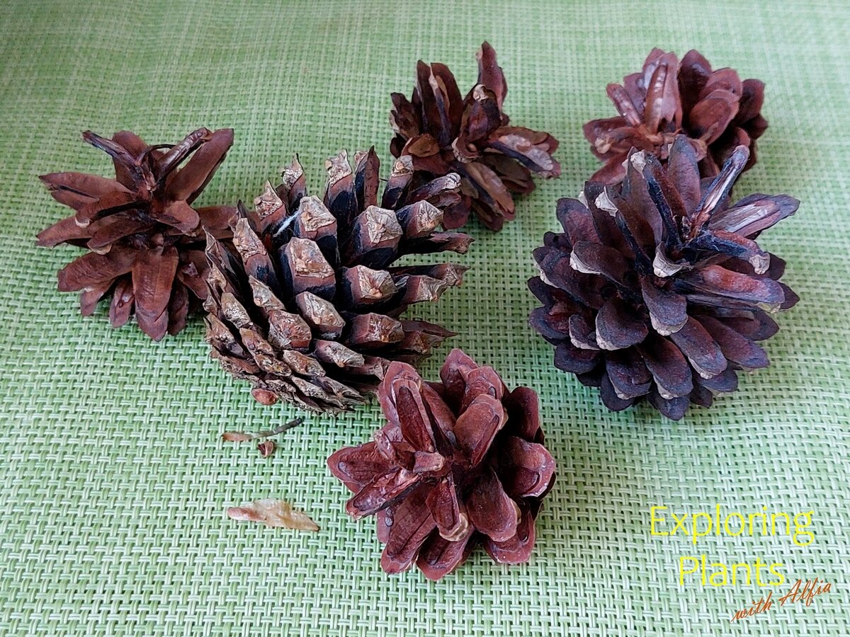 Раскрывшиеся шишки сосны обыкновенной и ее семена