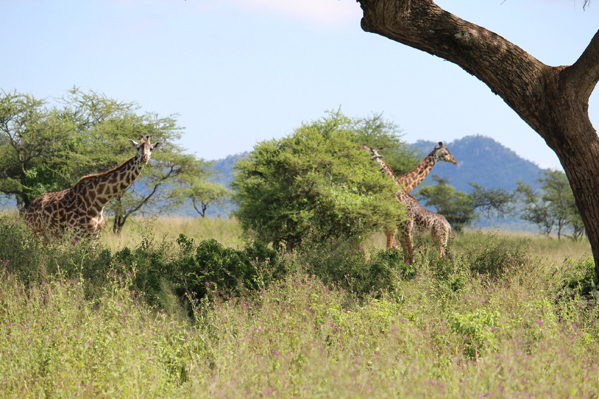 Vavada tragamonedas de Serengeti Gold