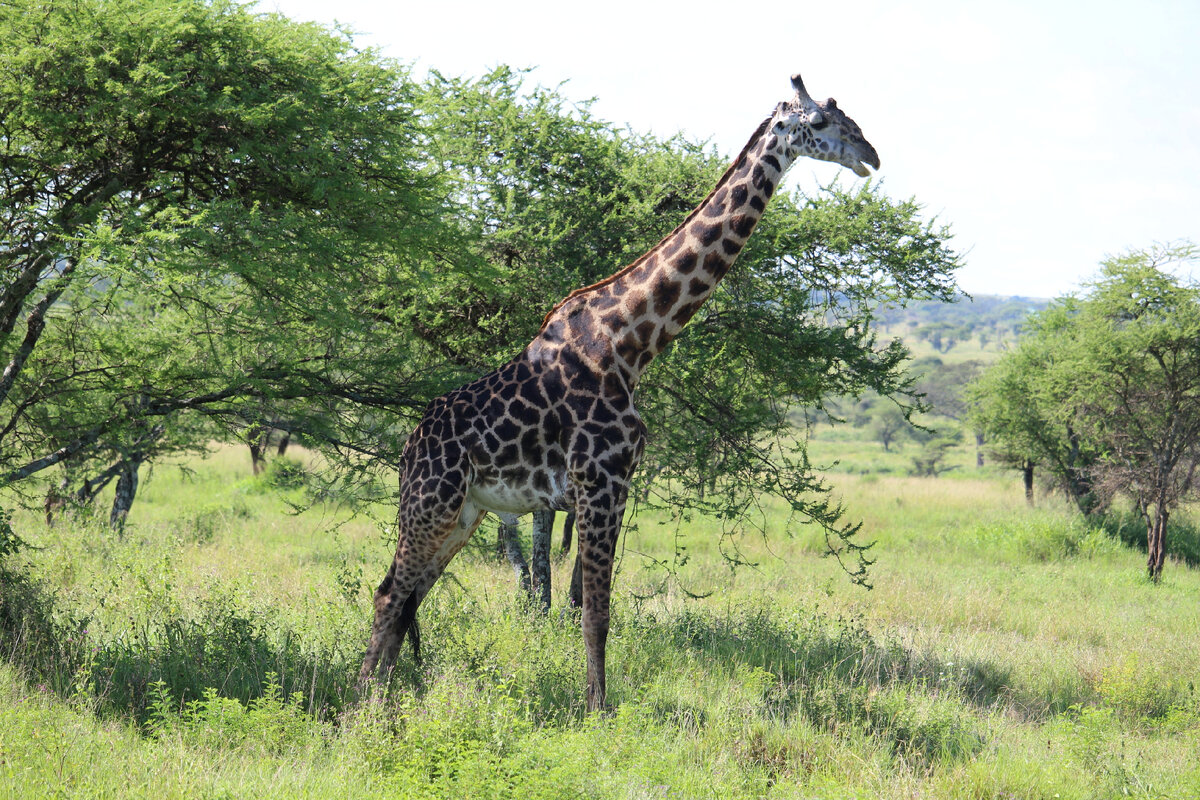 Vavada tragamonedas de Serengeti Gold