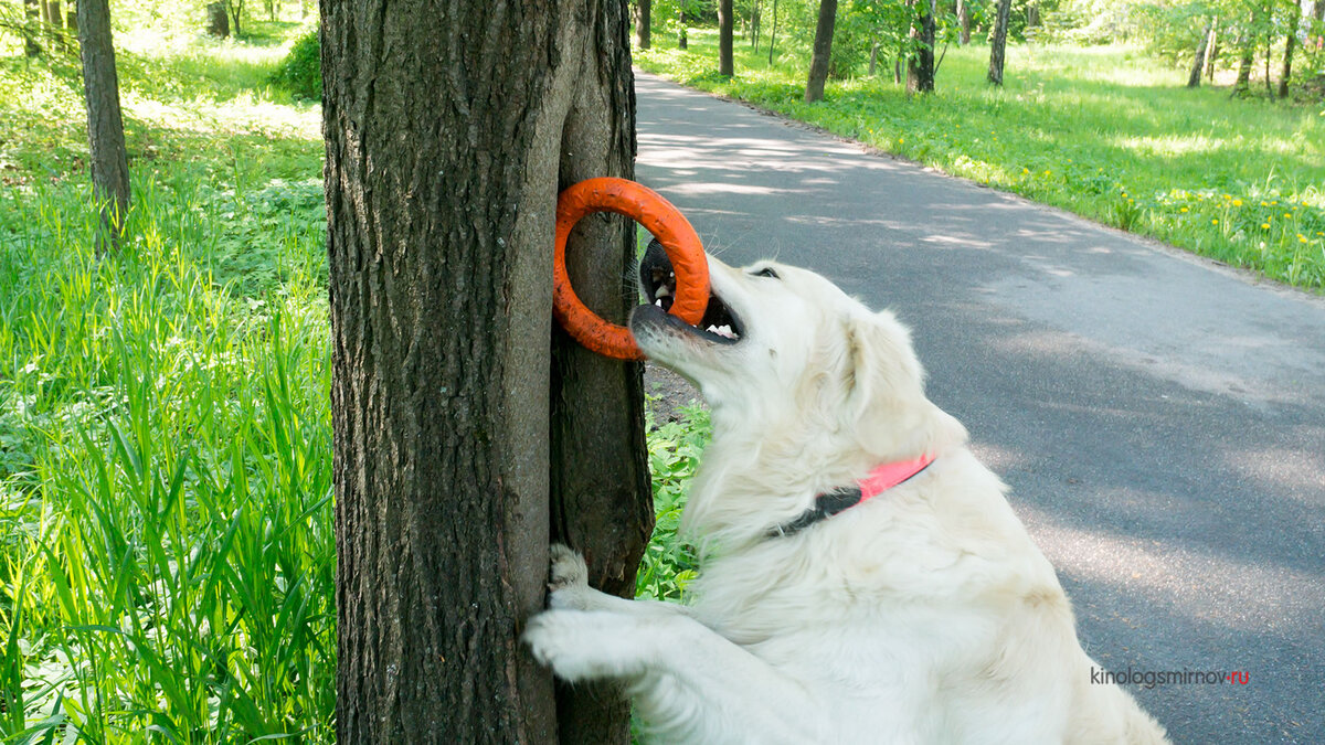 Как один из вариантов - попросить собаку достать игрушку с дерева. Фото @kinologsmirnov.ru