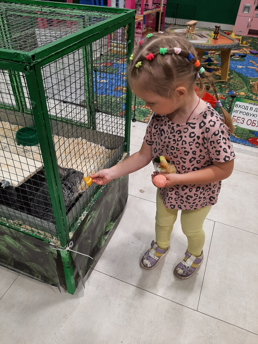 Покормили шиншил