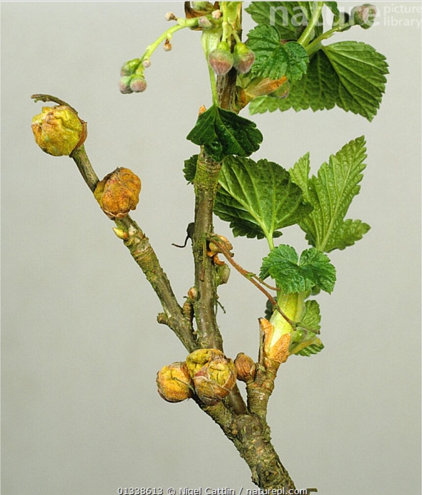 Рис. 1. Внешний вид поражений почковым клещом на черной смородине	