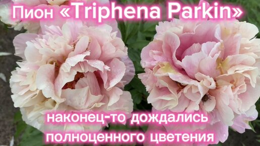 Пион «Triphena Parkin». Наконец-то дождались полноценного цветения