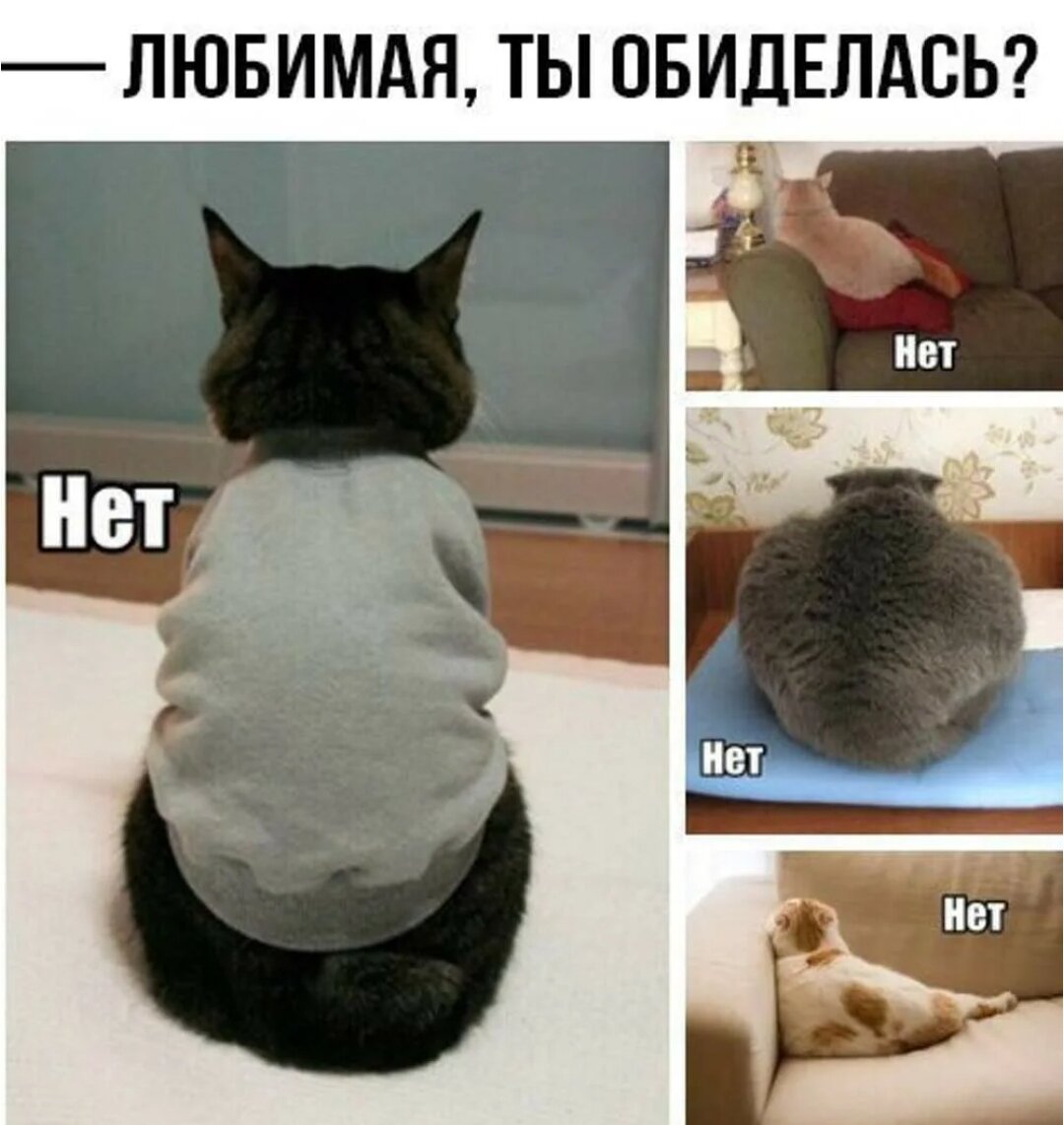 Обиженный кот картинки