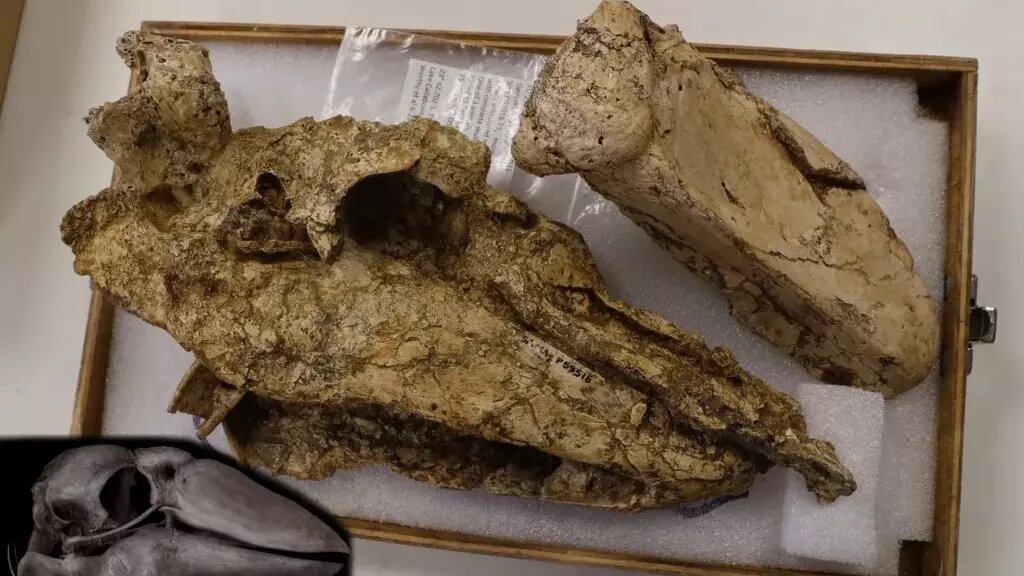     Источник: bbc.com