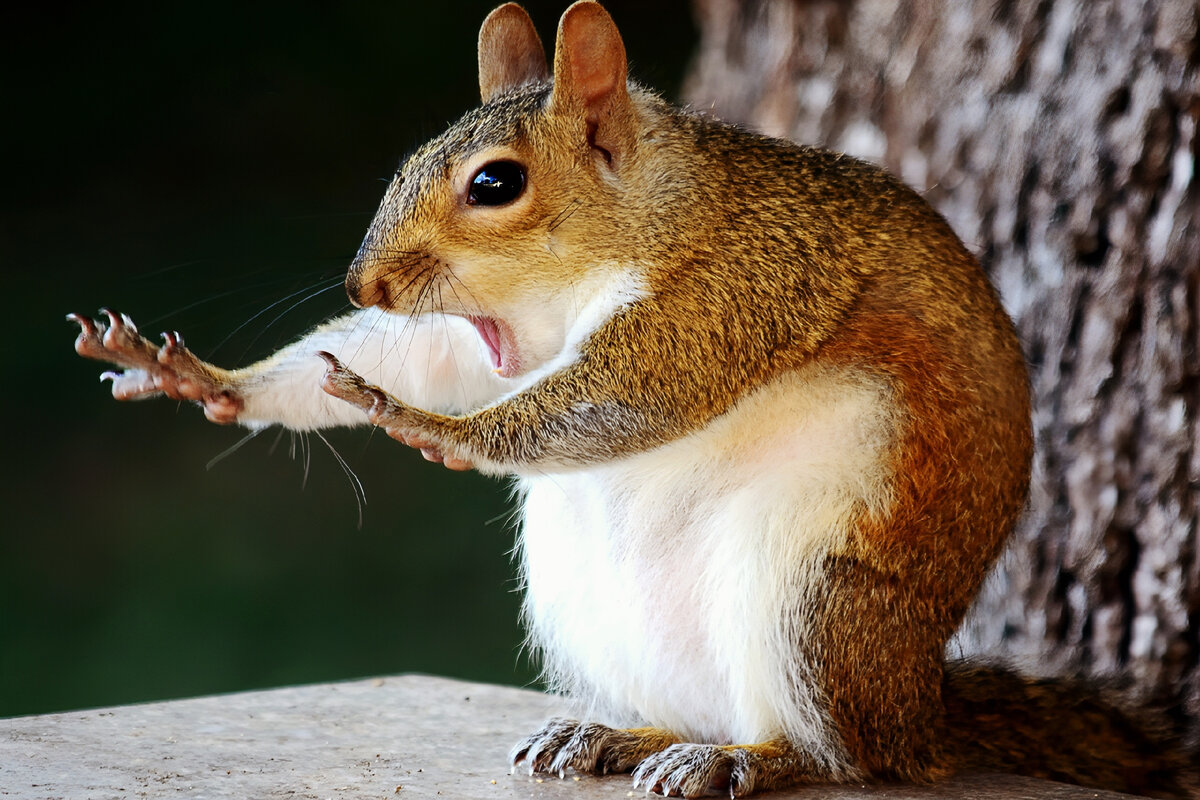 Белка в лесу проводит сеанс лечебного гипноза представителям фауны