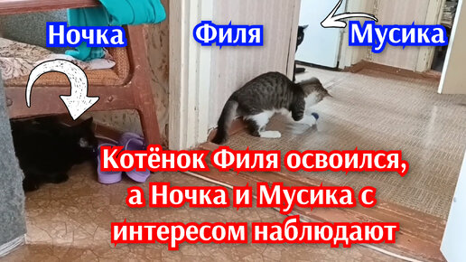 Котёнок Филя играет, а Ночка и Мусика наблюдают.