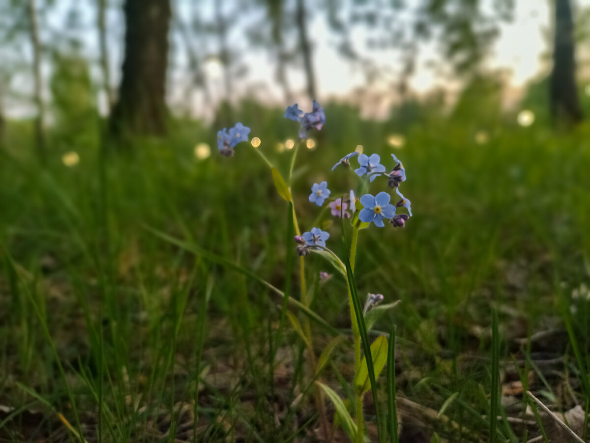 Немного незабудок и немного весны. Листайте галерею