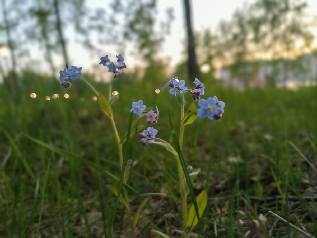 Немного незабудок и немного весны