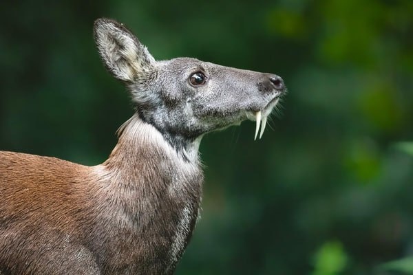 Кабарга - "саблезубый олень"