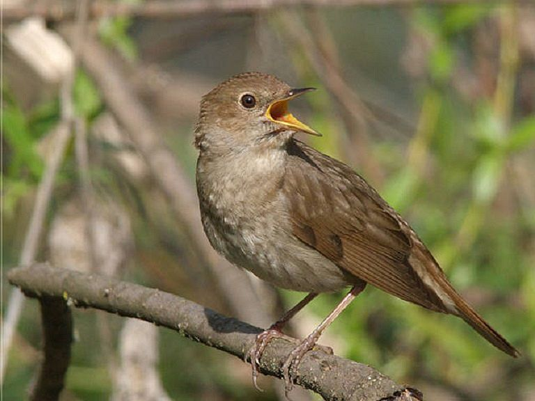 Фото: https://russia.birds.watch 