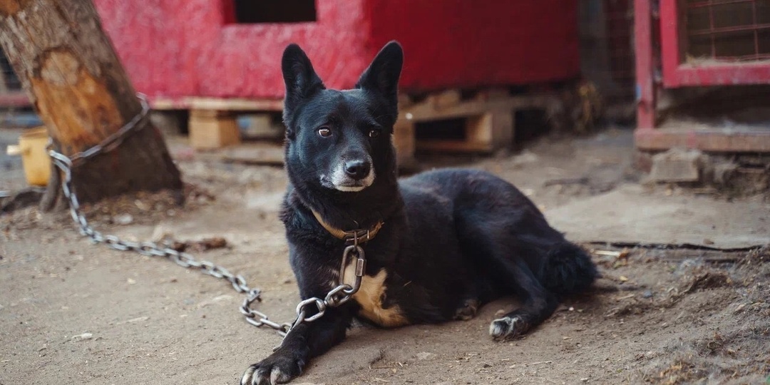 Дерил, борьба за жизнь и первые шаги!