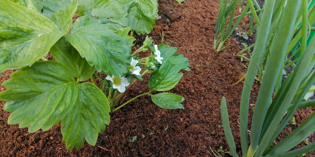 Садовая земляника или клубника во время цветения (уход, подкормка)