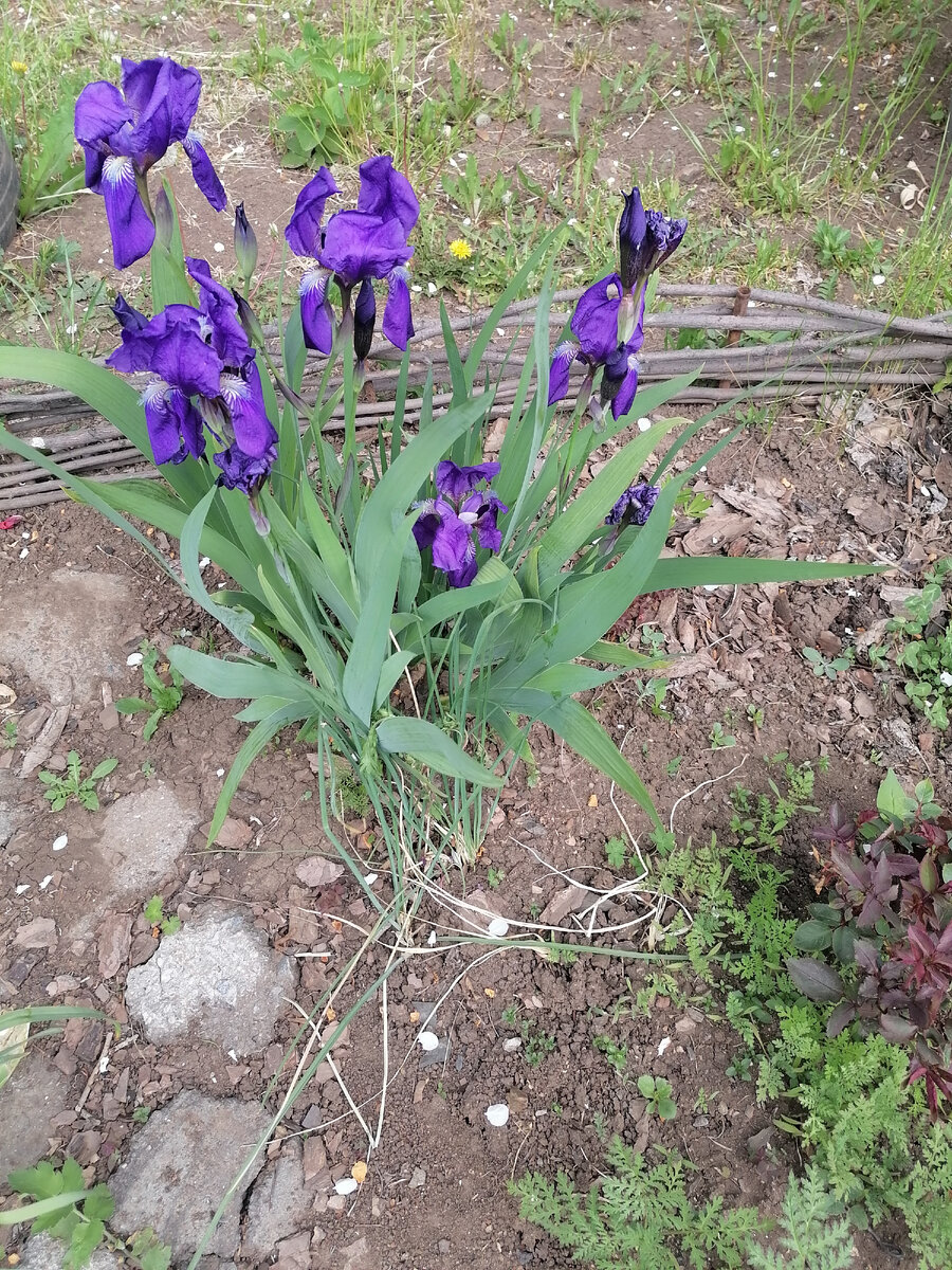 Ирисы. Июнь 2024