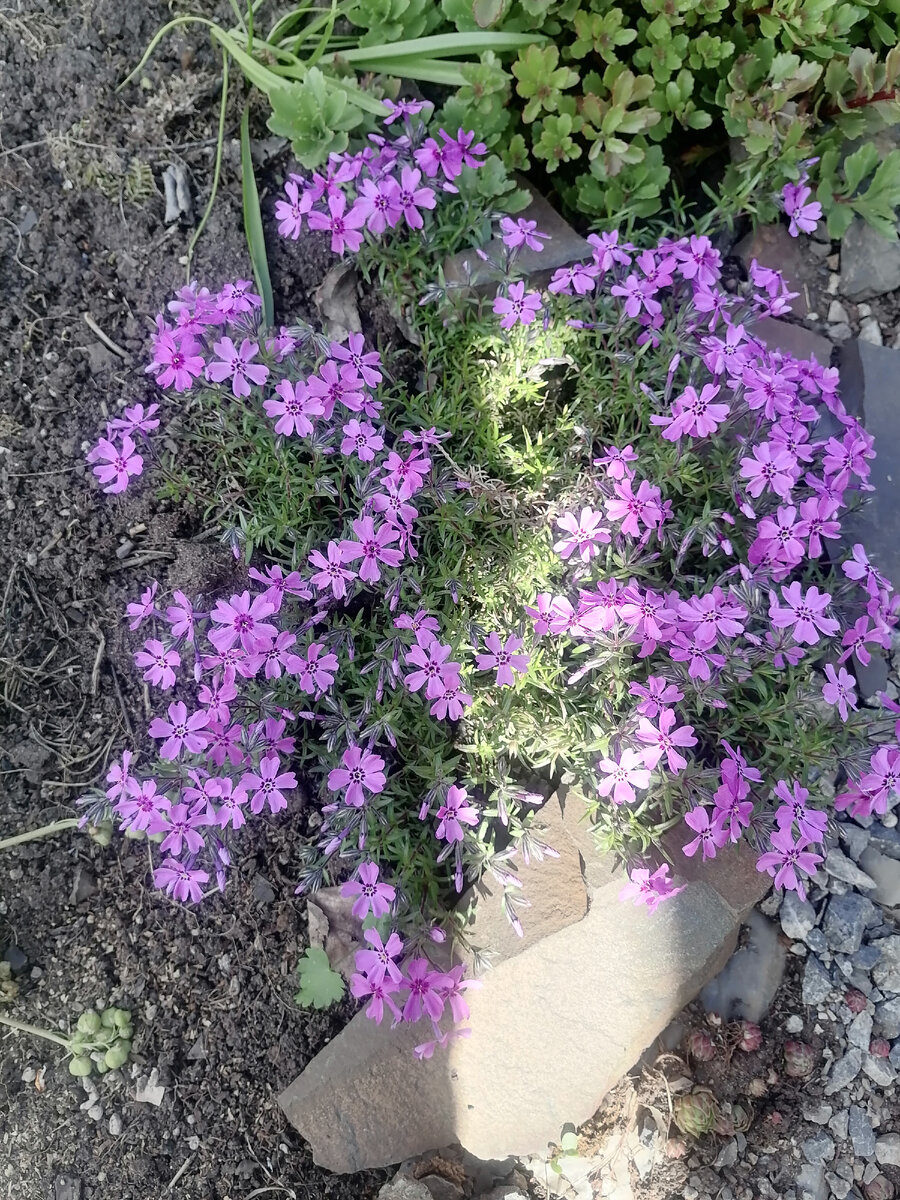 Флокс шиловидный. Июнь 2024