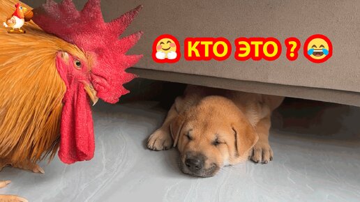 Старый Петух не понравился Щенку 🐕 Уж слишком назойливый Петя ❣️🤗😂