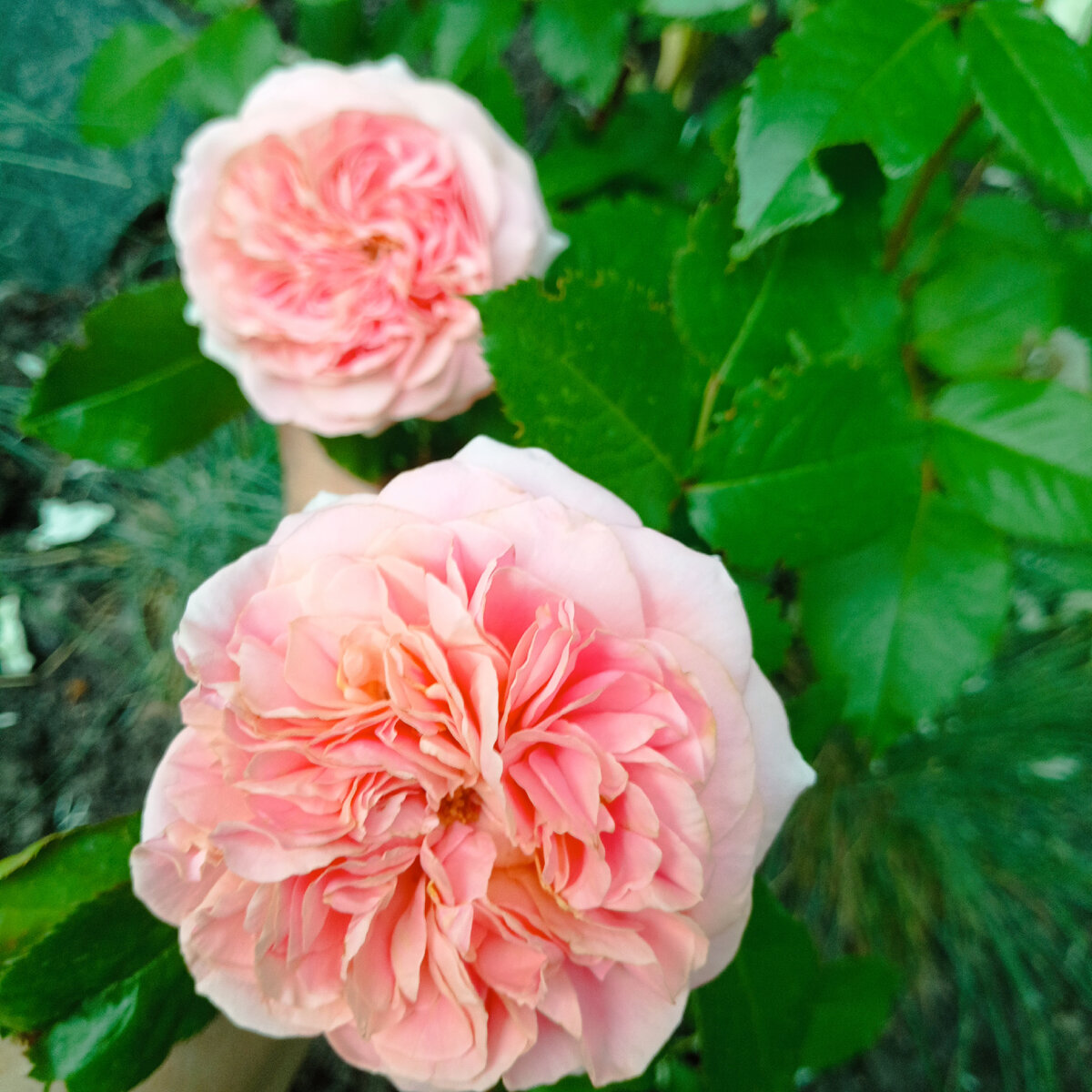 Розочка для обложки