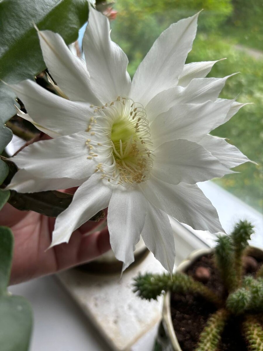 Кактус зацвел как раз мне на День рождения.