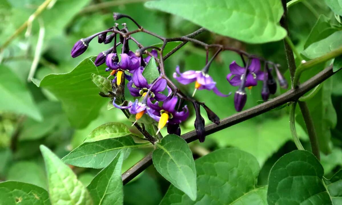    В Воркуте цветёт даже паслён сладко-горький. stalker