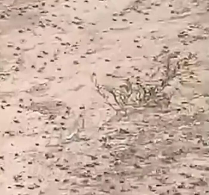 Источник фото: "Это Ростов"vk.com