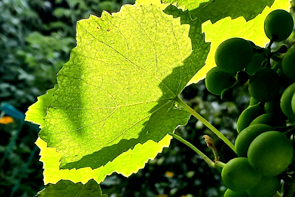 Портрет Пушкина солнцем на виноградном листе 