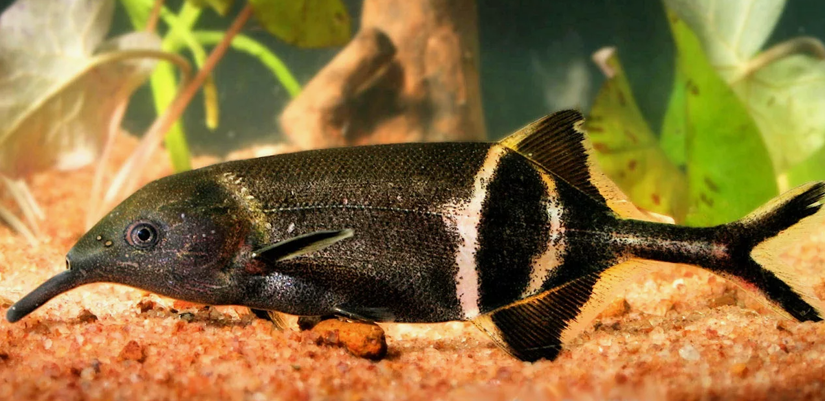 Рыба-слон (Gnathonemus petersii)
