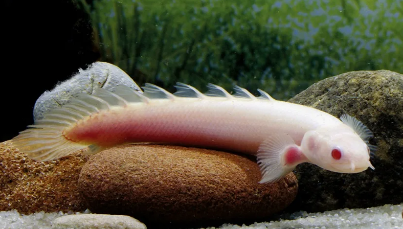 Рыба-дракон (Polypterus senegalus)