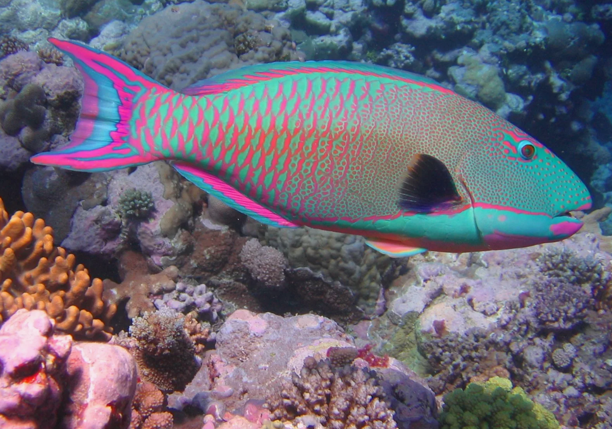 Рыба-попугай (Parrotfish)