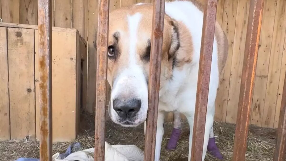     Источник: vk.com/alabai_mylife_krasnoyarsk