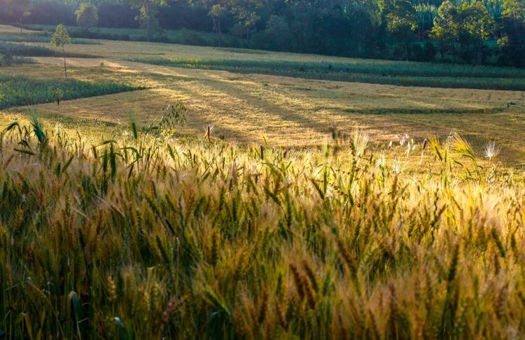    Линии пшеницы с ингибиторами нитрификации от дикой ржи готовятся к выпуску на рынок