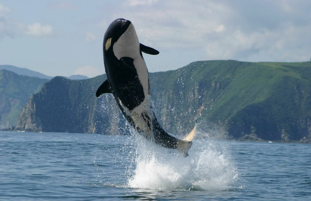 Косатка (Orcinus orca)