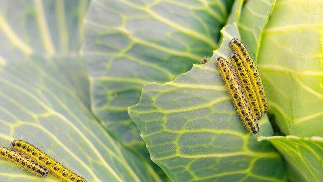 Обход посадок 3 раза в неделю поможет сохранить растения. 