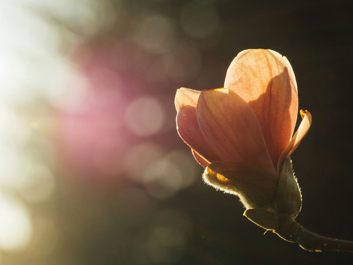 Photo by Aaron Burden, Unsplash