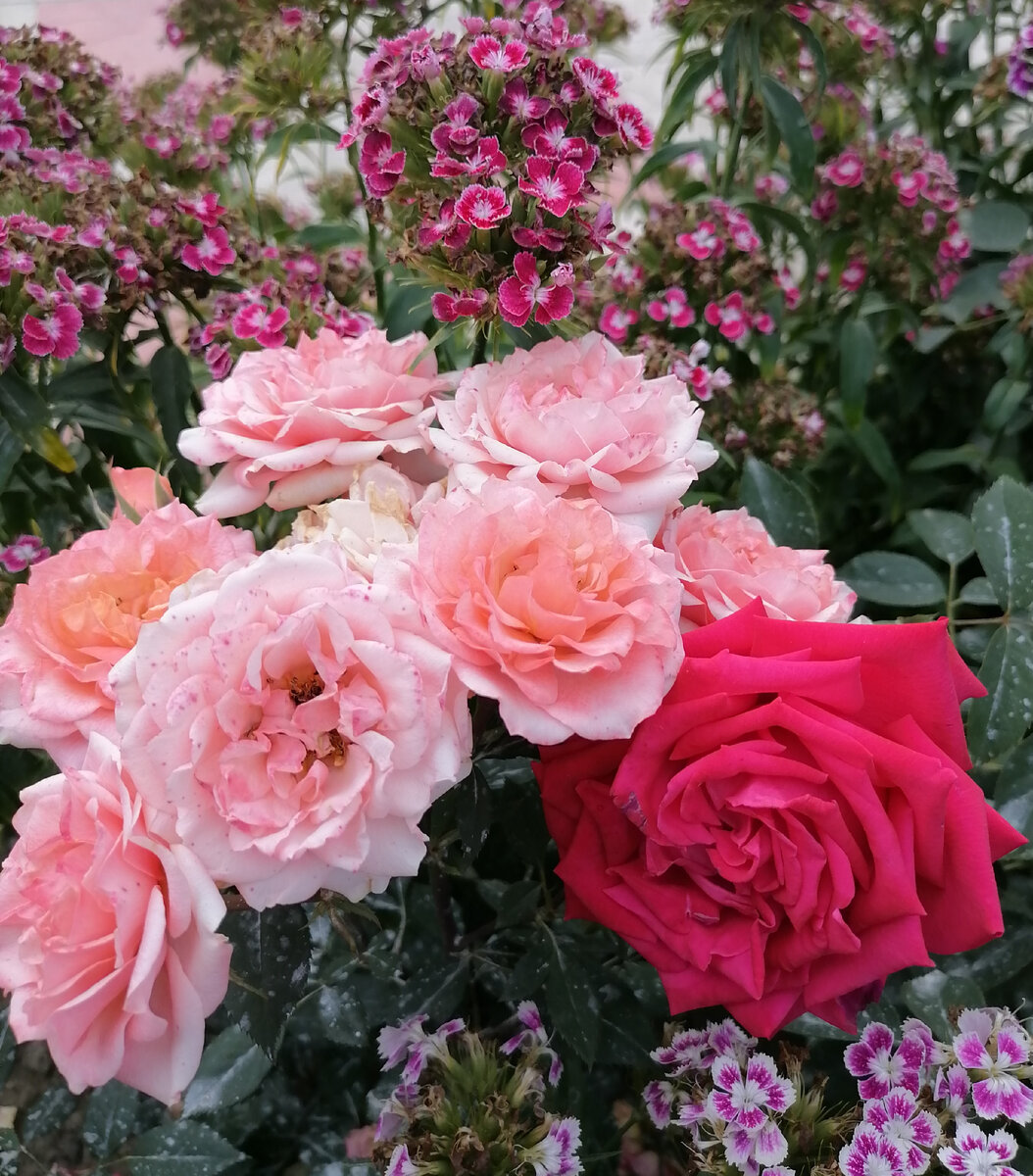 Роза из горшочка прекрасно уживается с другими цветами. 