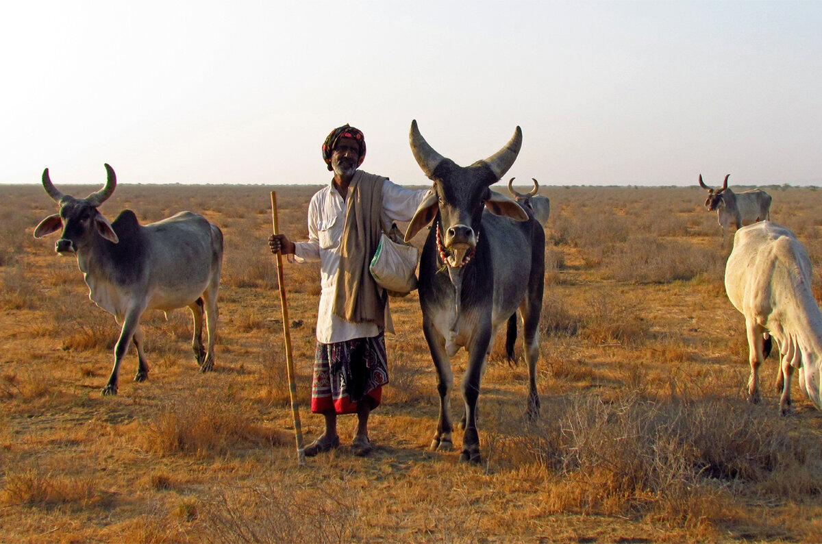 Пастух малдхари на пастбищах Банни