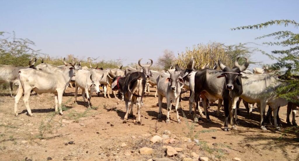 Племенной скот скотоводов малдхари