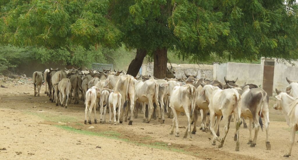 Племенной скот скотоводов малдхари