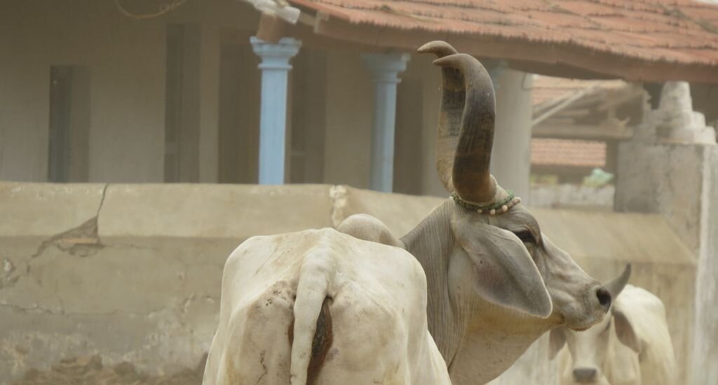 Племенной скот скотоводов малдхари