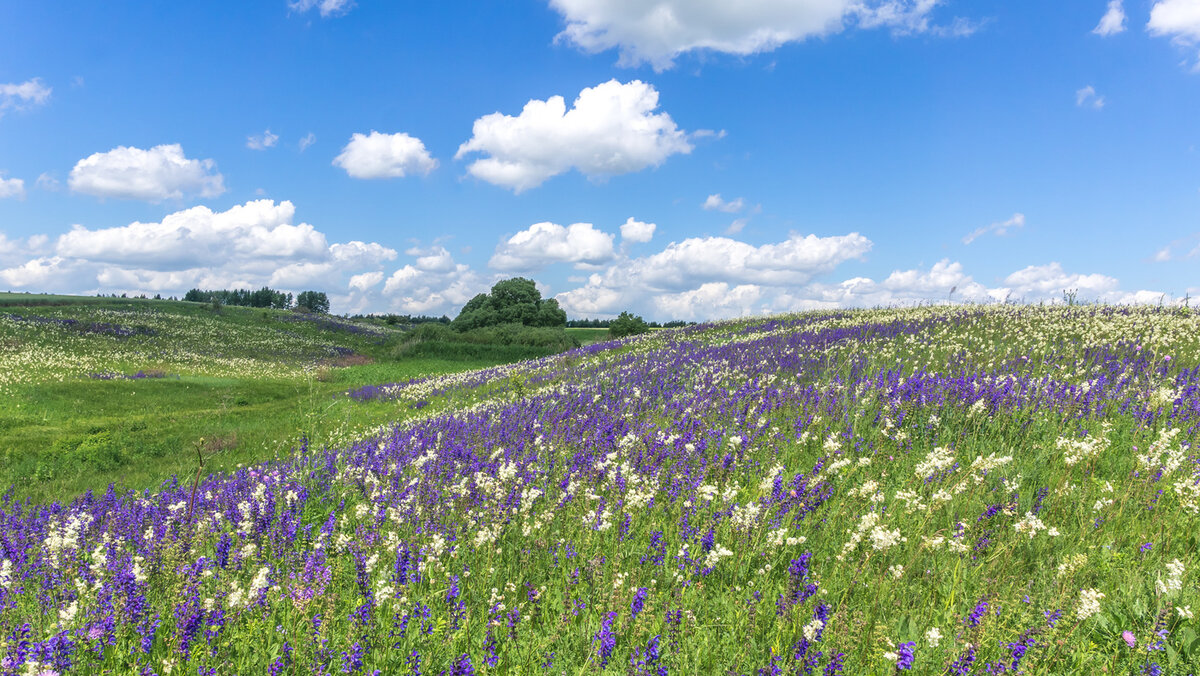 Народные приметы на июнь