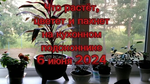 Заходите, покажу цветы, которые растут на кухне