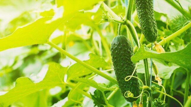 Огурцы — культура живучая, и это одна из причин, почему они так массово выращиваются в наших огородах. 