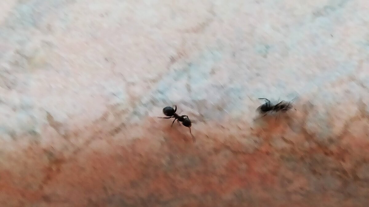 Загадочные они какие-то))) фото автора