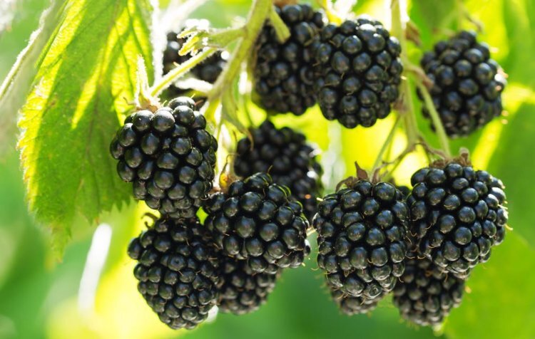    После создания ежевики с мягкими костянками ученые хотят добиться того же и с вишней