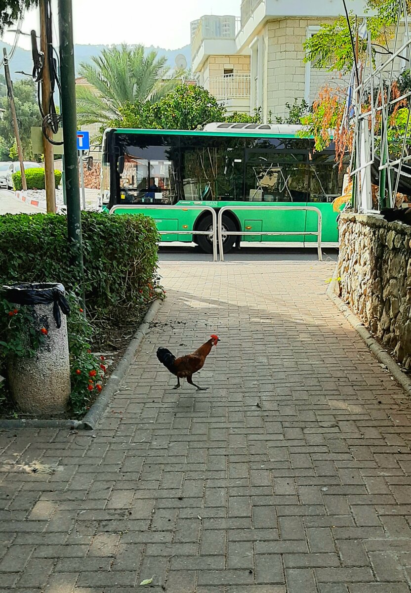 Израиль. Обратная сторона права на частную собственность. | Чемодан ...