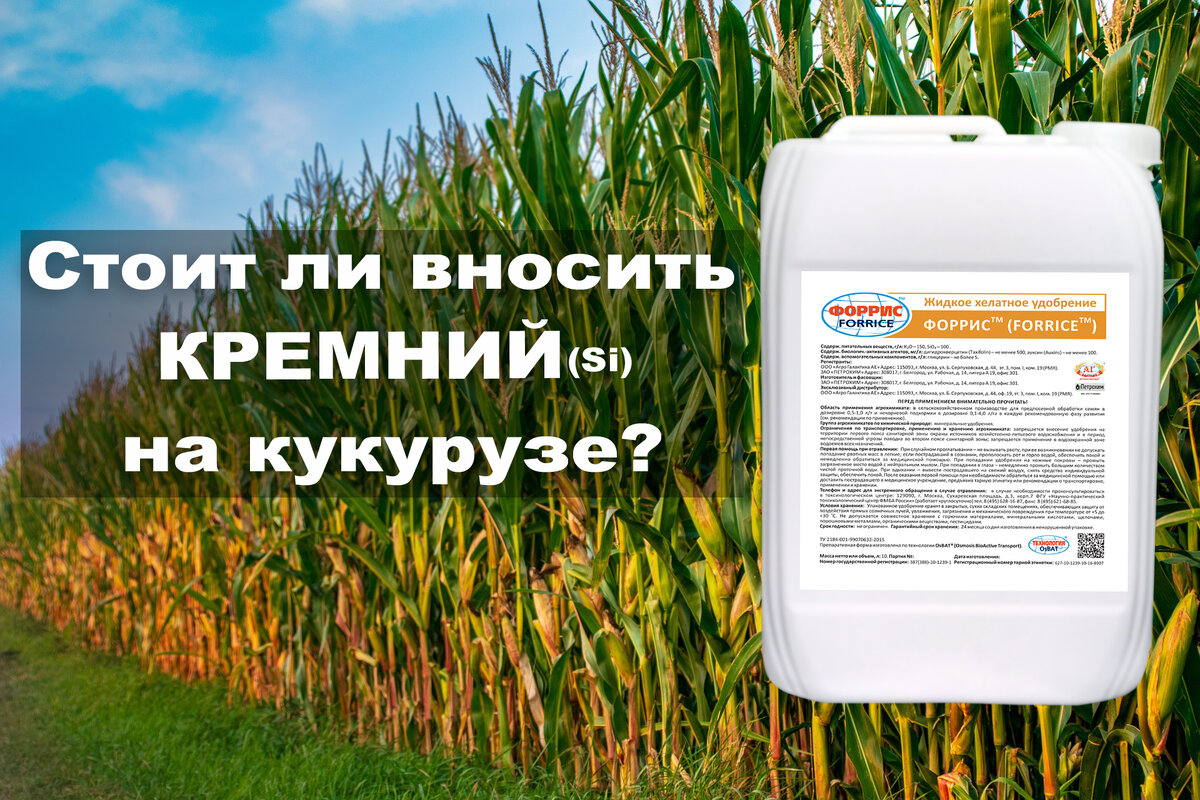 Кремний на кукурузе: нужно ли его добавлять? | Агрогалактика Дон | Дзен