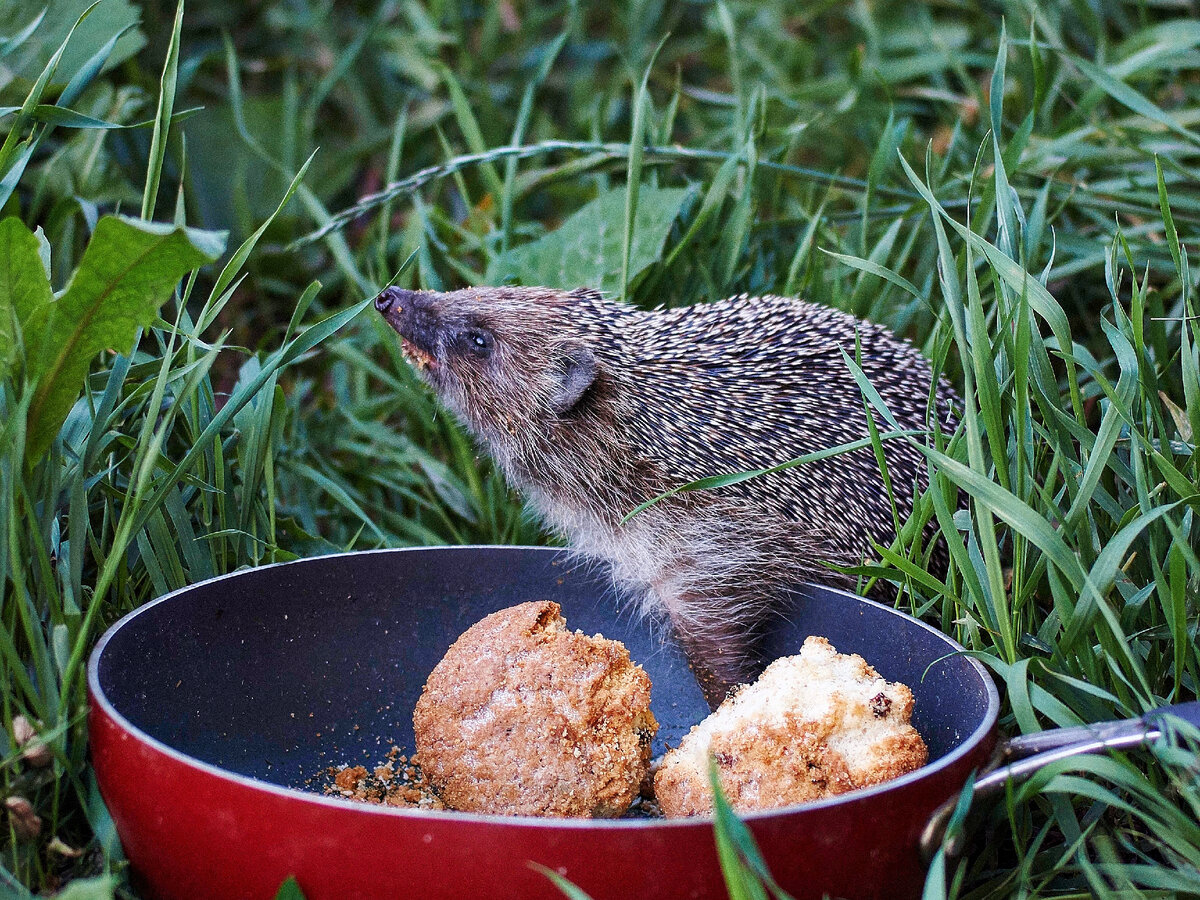 Ёж всеяден. Мы ему предложили кексики. Он не отказался. 