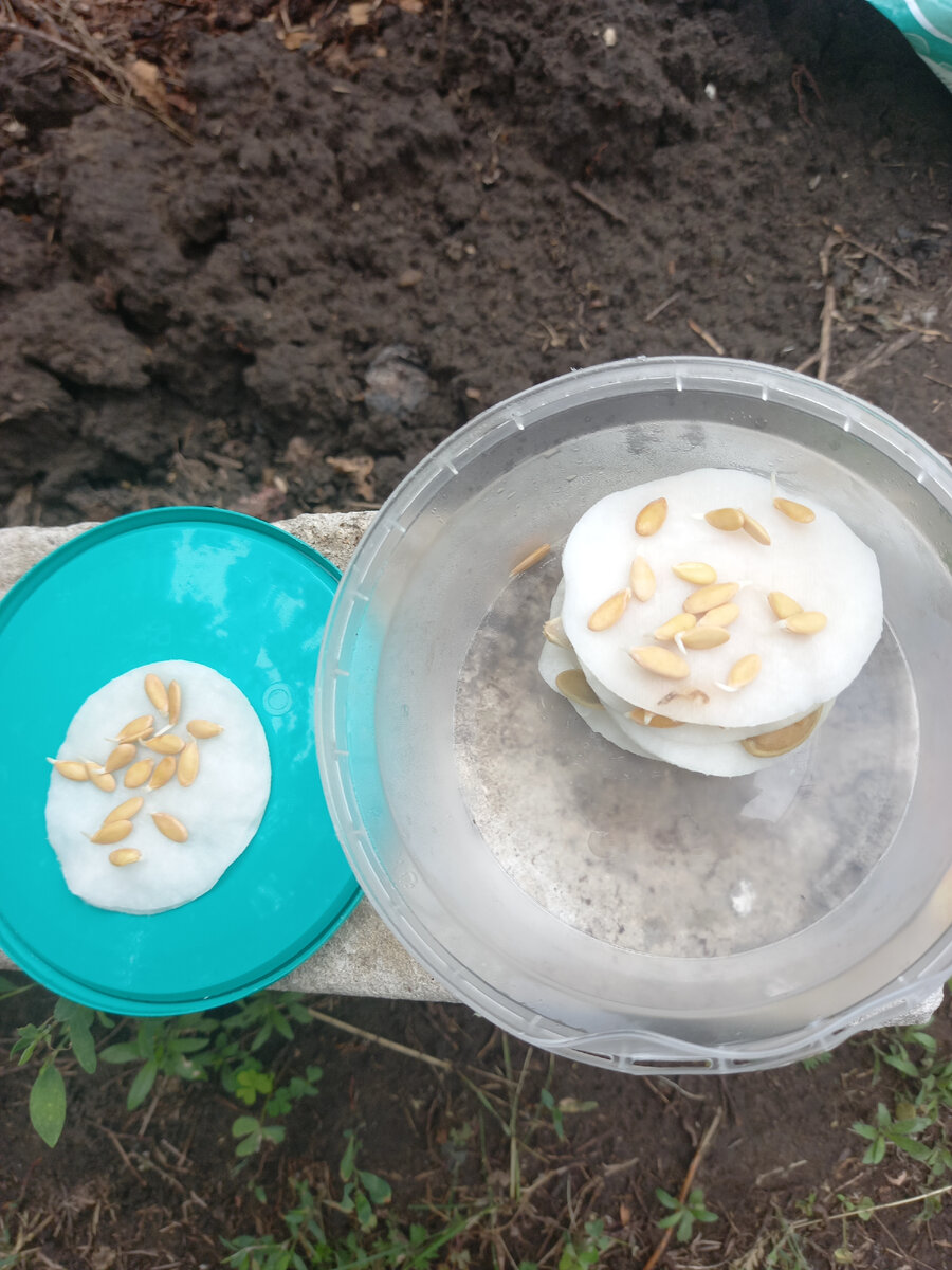 Проросли за сутки 